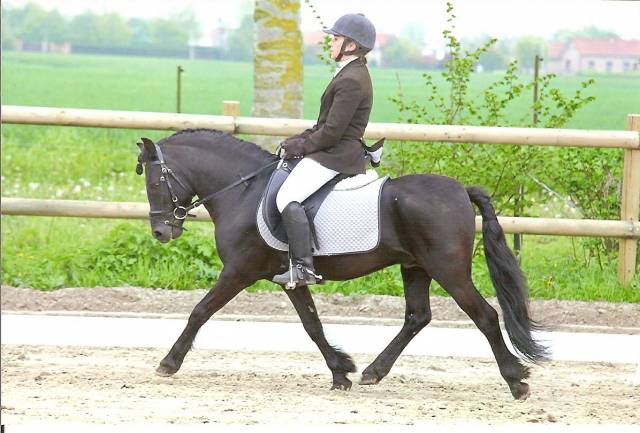 Royal blue winsmill : etalon dartmoor royal blue winsmill