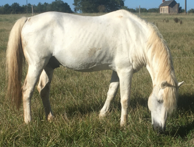 Libertin de listel : libertin de listel - etalon camargue