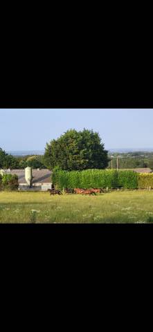 Pension pré - haras mea (22)