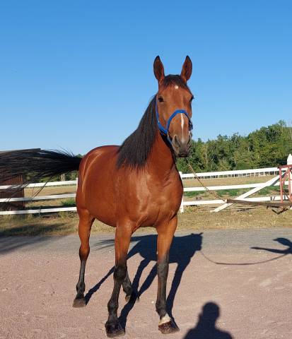 Cheval trotteur francais : isis de marcay