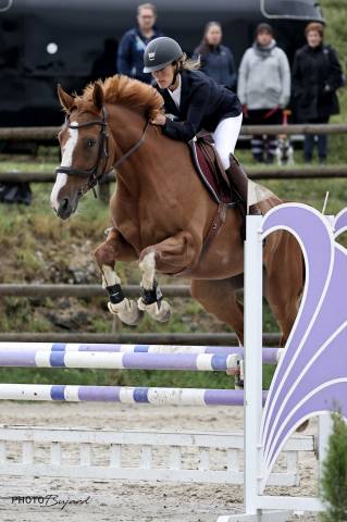 Pension vip préparation du poney ou cheval de cso
