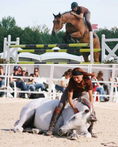 Equi clever h : formations en équitation éthologique