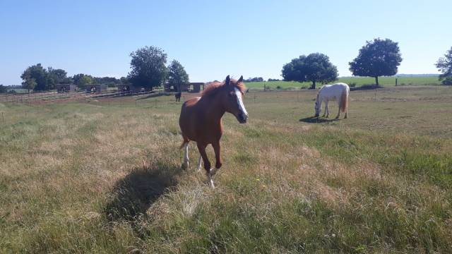 Retraite chevaux - ecurie de la devèze (12)