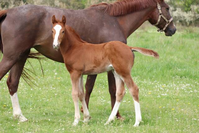 Poulain 2 ans sf par jilbert van’t ruytershof