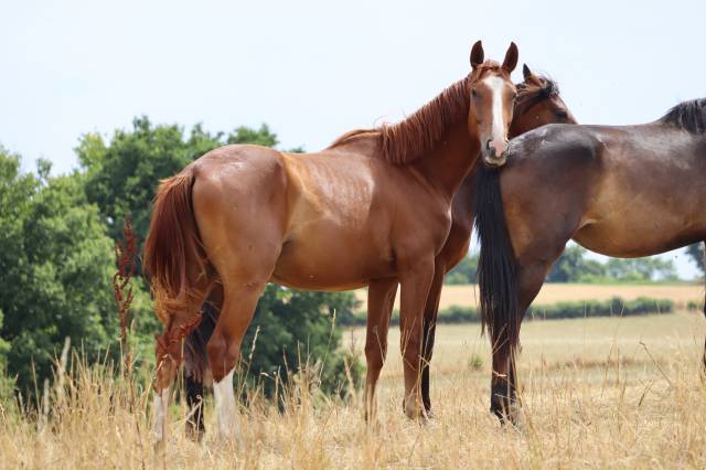 Poulain 2 ans sf par jilbert van’t ruytershof
