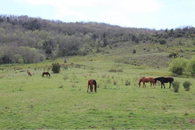 Domaine equestre sur 60 ha