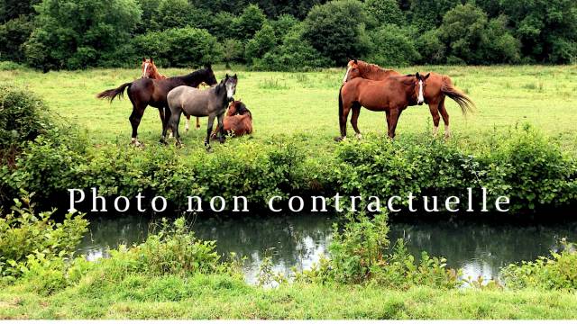 Propriété équestre proche de lyon, 10ha d'un seul tenant