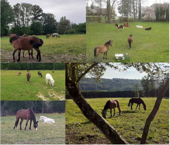 Pension nature - pension chevaux (77)