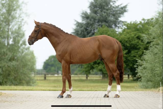 Intrepide colmont z : intrepide colmont z