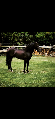 à vendre cheval pure race espagnole