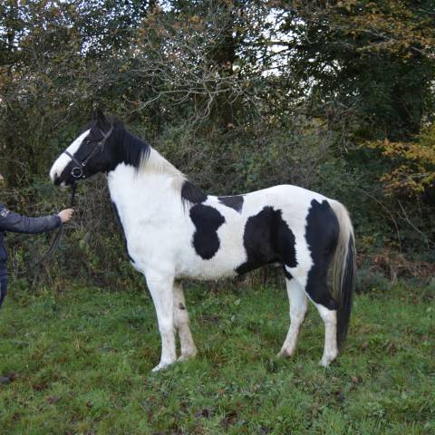 Très beau et porteur cheval 157 cm 