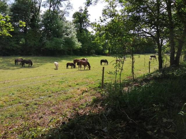 Pension chevaux top qualité