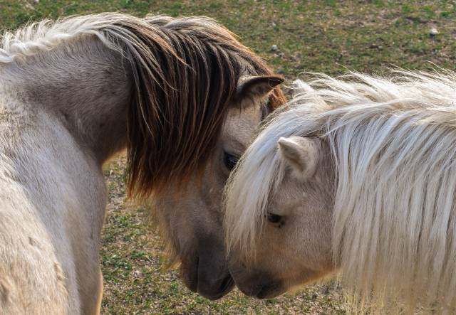 Esteban du leymar : poney shetland pp palomino