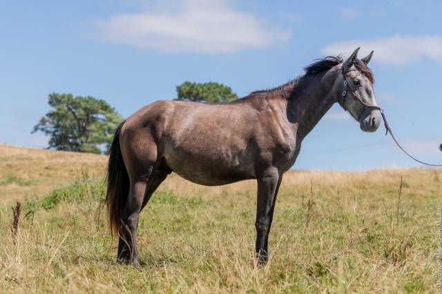 Cheval lusitanien 