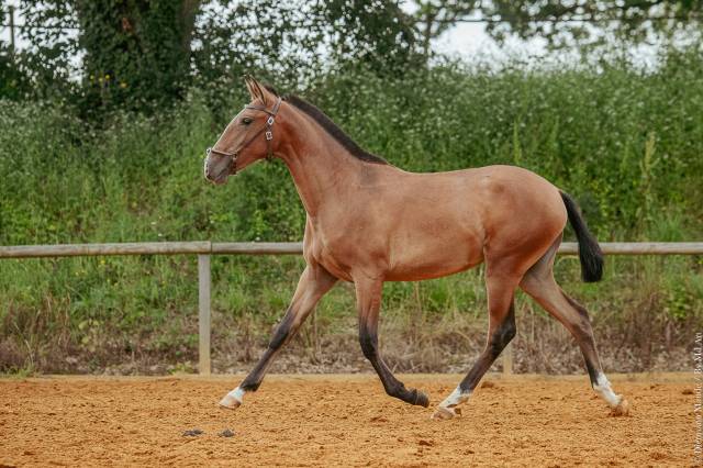 Cheval lusitanien 