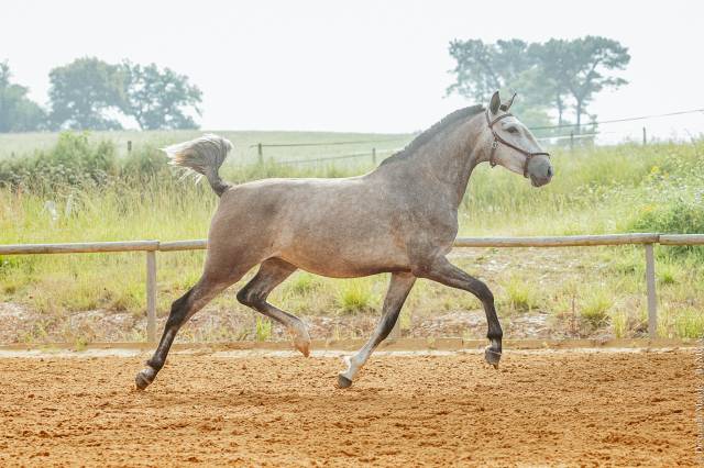 Cheval lusitanien 