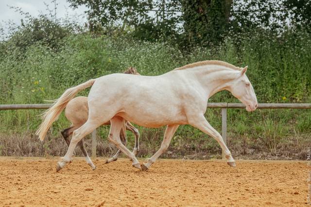 Cheval lusitanien 