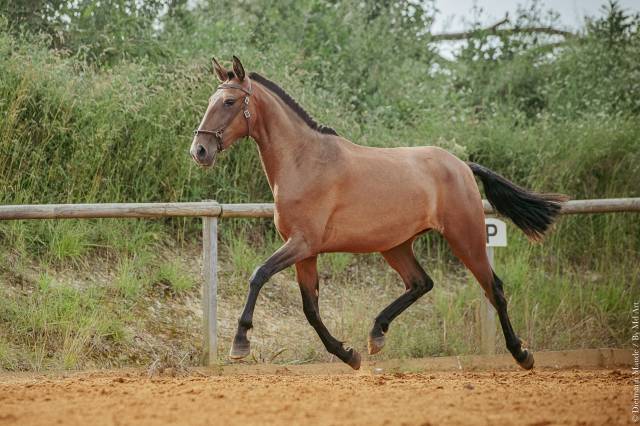 Cheval lusitanien 