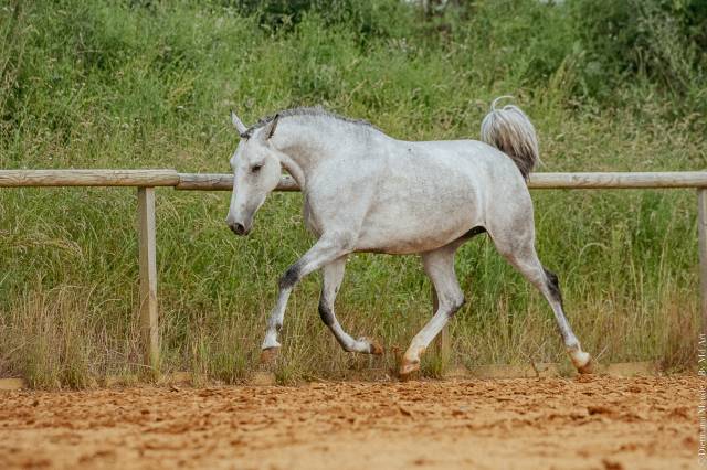 Cheval lusitanien 