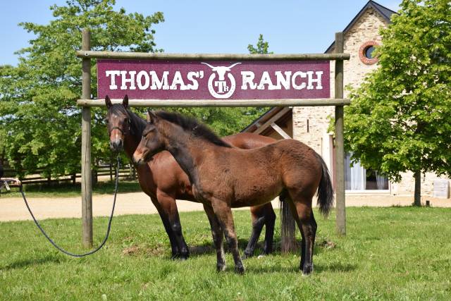 Poulain quarter horse 