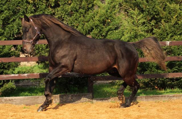 Silver onex wood : saillie 2024 quarter horse fondation