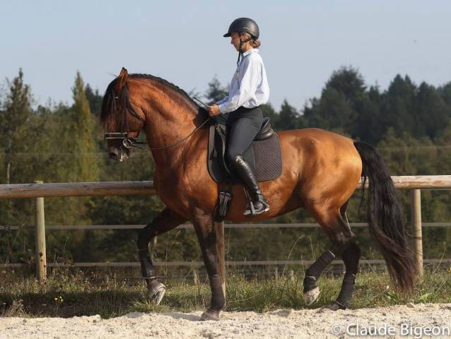 Vanidoso vaillant : vanidoso vaillant - saillies pure race espagnole
