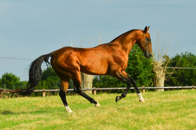 Sidjil : etalon akhal-teke iac - race pure ou demi-sang