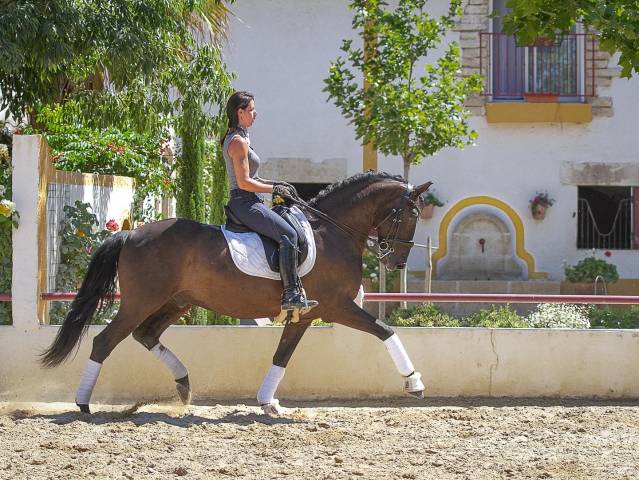 Veludo  : saillie lusitanien noir homozygote 