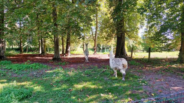 Propriété bâti entourée d'un parc arborée clos