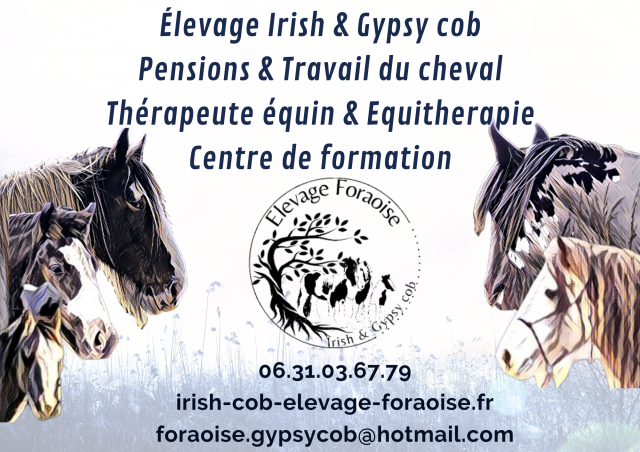 Pension chevaux - élevage foraoise 17400