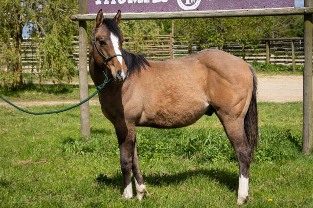 Paint horse tenessee du tr