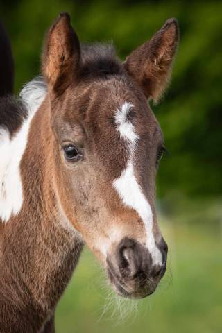 Piho d'iha : saillie étalon poney pie bai minimal