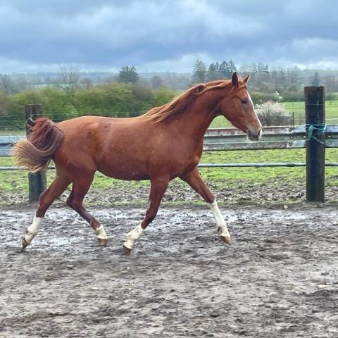 Pouliche psa sport, endurance, galop, loisir