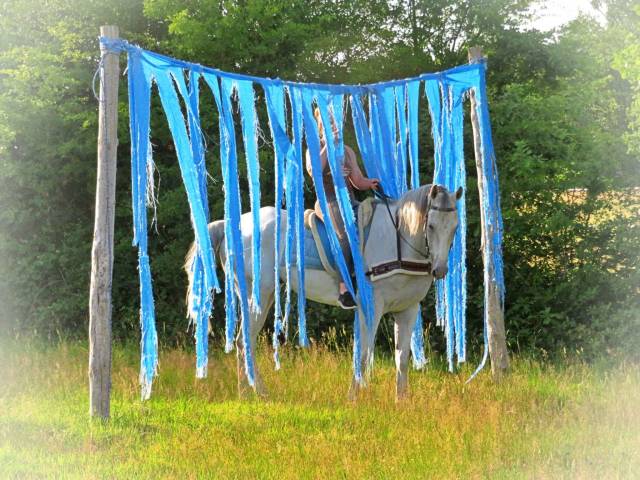 La méthode équine impériale vous présente les chevaux..