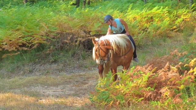 La méthode équine impériale vous présente les chevaux..