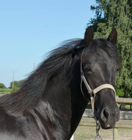 Poulain arabo frison 1 an
