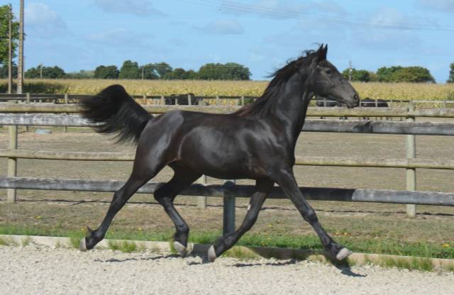 Poulain mâle 1 an