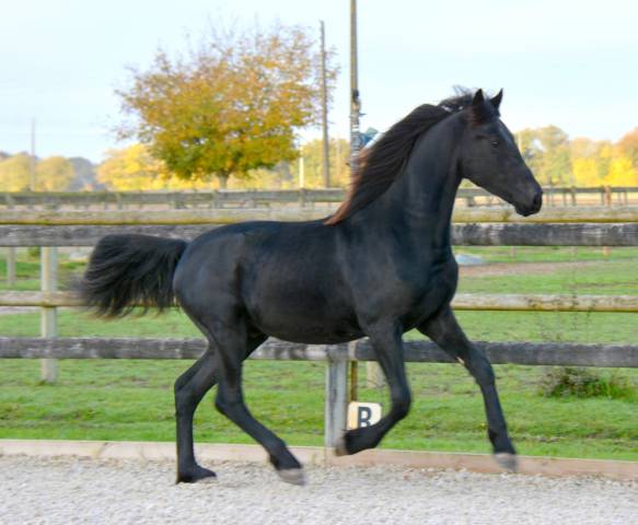 Poulain mâle  arabo frison 2 ans