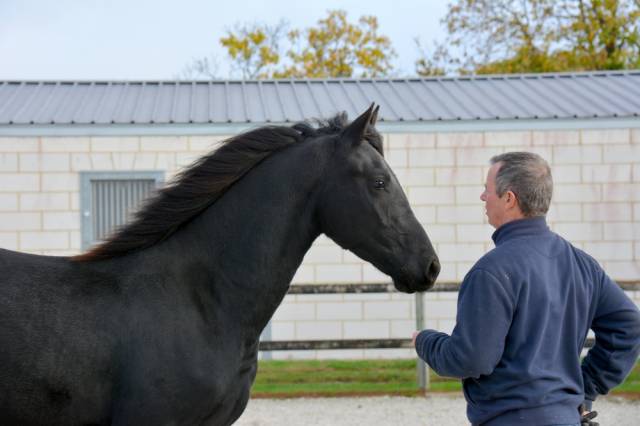 Poulain mâle arabo frison 17 mois