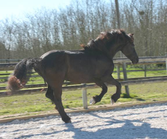 Jument frison tara king 3 ans