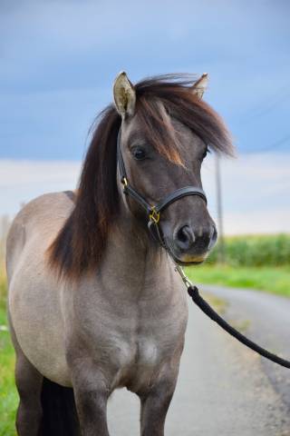 Hongre shetland grullo