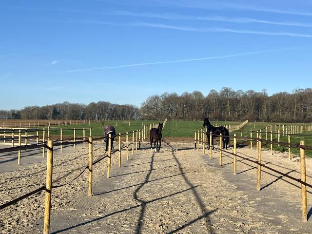 Nouvelle pension chevaux – haras d’harmonie