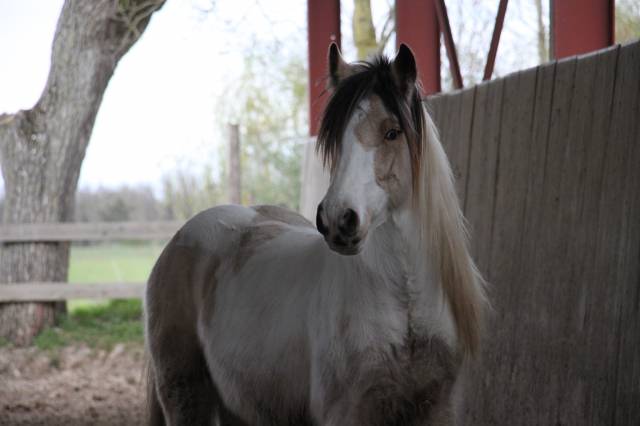 Cairnview milo : saillie irish cob pp pour 2025 (1m50/1m55)