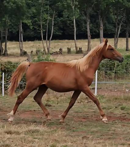 Poulain anglo-arabe 2024