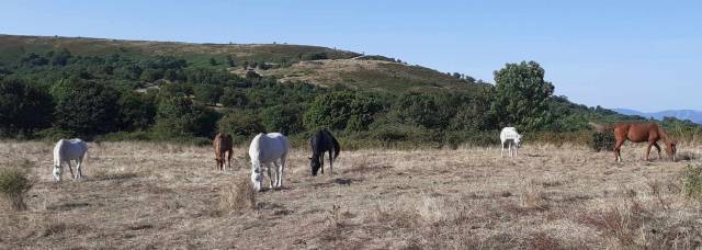 Pension chevaux au pré - elevage du colombier (34650 lunas)