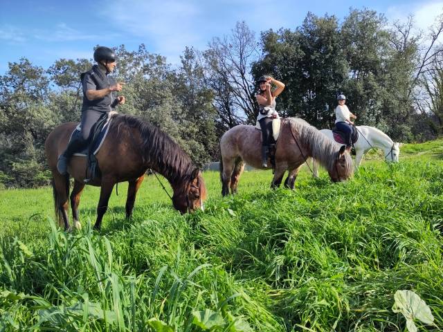 Pension travail du cheval - chevaux de sagesse