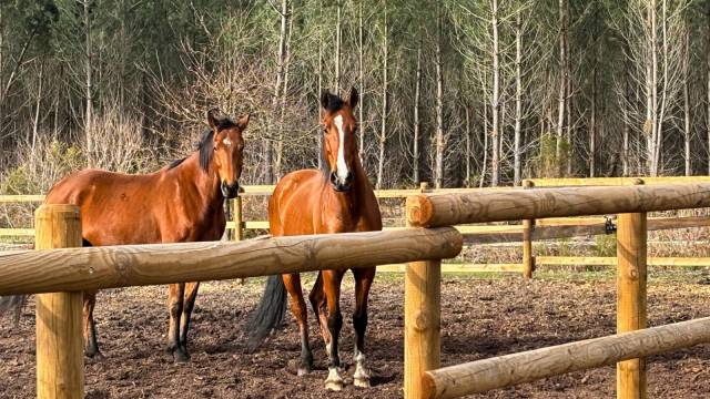 Propriété typiquement ferret-capienne 1.7ha (33)