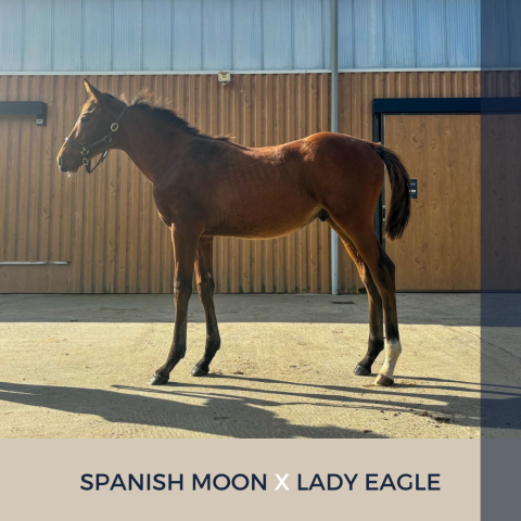 Foal mâle : spanish moon x lady eagle