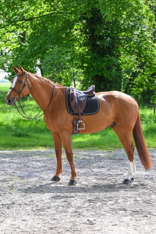 Cheval hongre 16 ans 