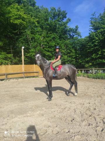 Crack de st paul - hongre - 4ans